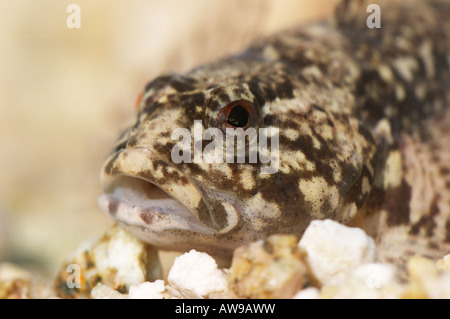 Alpine paratia, Cottus poecilopus Foto Stock