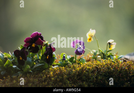 Fiori sul Plateau Samthar, Samthar, vicino a Kalimpong, Bengala ovest colline, India Foto Stock