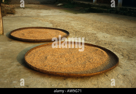 Shallow vagliatura cesti riempiti con riso, pronunciare Kamalabari, Majuli Island, Assam, India Foto Stock