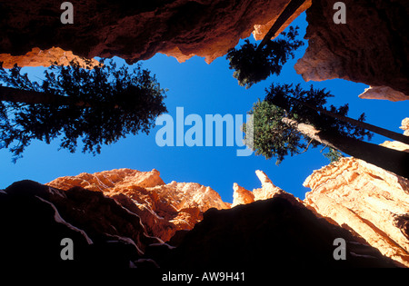 Pino Ponderosa tra le ripide scogliere di Wall Street in inverno anfiteatro Bryce Bryce Canyon National Park nello Utah Foto Stock