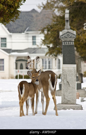 Branco di cervi dalla coda bianca che sbircia Roe Deer Whitetail nella fauna selvatica della neve nel cimitero invernale verticale in alta risoluzione degli Stati Uniti Foto Stock