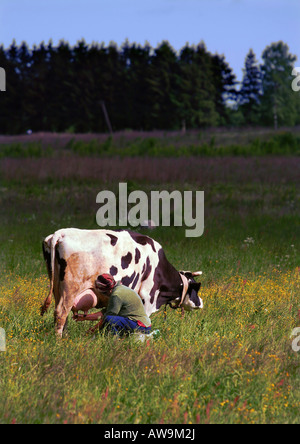 Mucca in campo mungitura donna Foto Stock