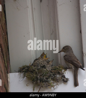 Spotted Flycatcher a nido alimentazione dei giovani - Muscicapa striata Foto Stock