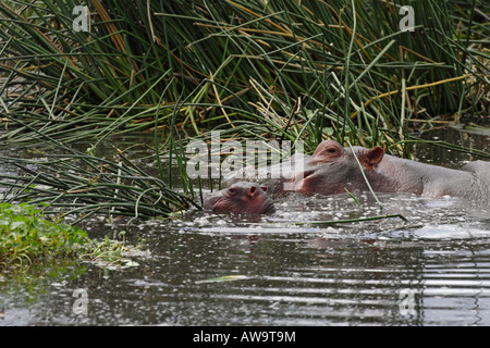 Madre ippopotamo sdraiato con il suo neonato vitello in acqua nel Serengeti in Tanzania africa orientale Foto Stock