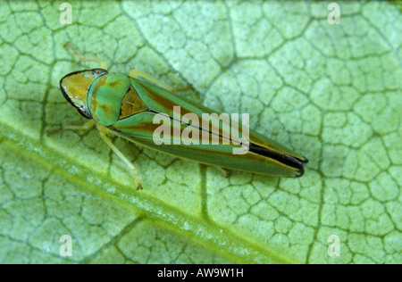 Leafhopper rododendro Graphocephala fennahi adulto su una foglia di rododendro Foto Stock