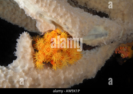 Orange cup coral Tubastraea coccinea Foto Stock