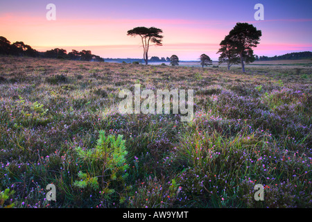 Fiori selvaggi e alberi di pino sulla pianura Wilverley, Nuova Foresta Foto Stock