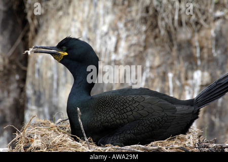 Il marangone dal ciuffo di nidificazione sulle isole farne Foto Stock