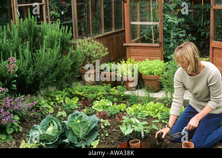 Donna semina Fagioli francesi di piccole erbe Verdure vegetale giardino serra di piante giardinaggio impianto pratica bean cibo sano Foto Stock