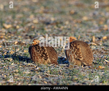 Coppia di Starna Perdix perdix sul coperto di brina frumento Therfield Hertfordshire Foto Stock