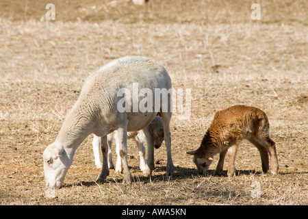 An ewe with twin spring lambs. Kansas, USA. Foto Stock