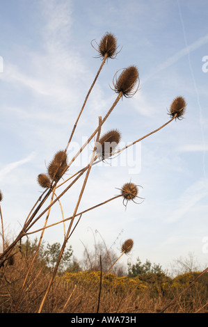 Cardo Foto Stock