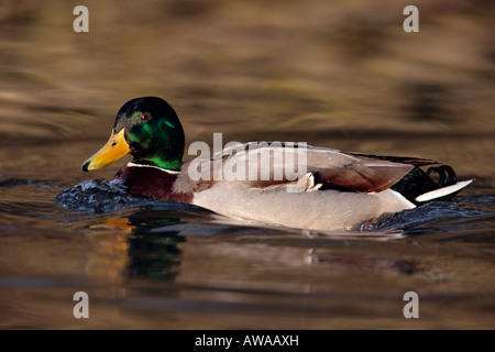 Drake Mallard Anas platyrhynchos sull'acqua con una bella riflessione Verulamium park St Albans Foto Stock