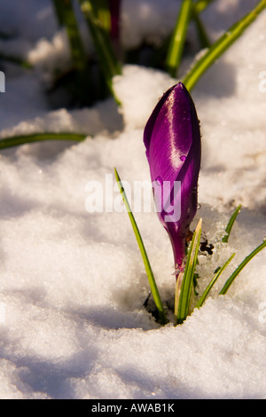 Crocus viola nella neve. Foto Stock