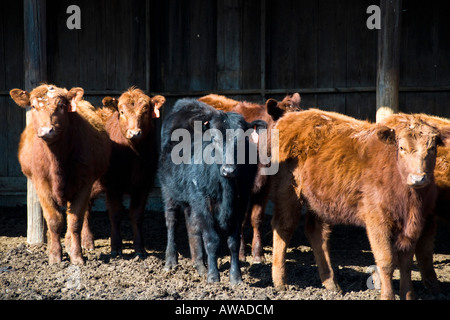 Alimentatore di vitelli nel nordest del Kansas, Stati Uniti d'America. Foto Stock