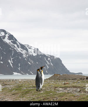 Re solitario penguin con Snow capped mountain a distanza Foto Stock