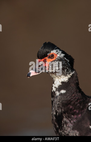 Anatra muta Cairina moschata close up della testa e del collo Verulamium Park, St Albans Foto Stock