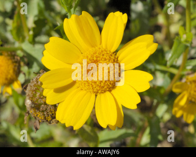 Il mais Calendula, crisantemo segetum Foto Stock