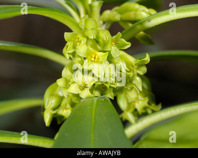 Di euforbia alloro, Daphne laureola, fiori in febbraio Foto Stock