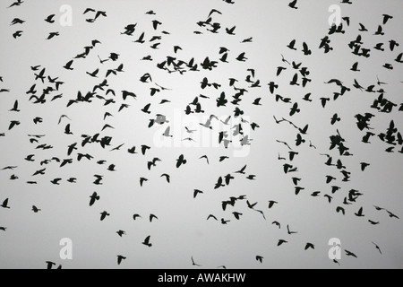 Taccola Corvus monedula Finlandia inverno e carrion crow Foto Stock