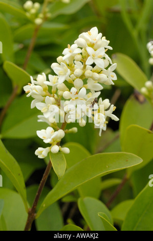 Wild ligustro fiori, Ligustrum vulgare Foto Stock