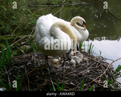 Cigni muti Cygnus olor coppia appena tratteggiato e cygnets uovo non tratteggiata sul nido Foto Stock