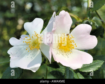 Rosa canina Rosa canina agg. Foto Stock