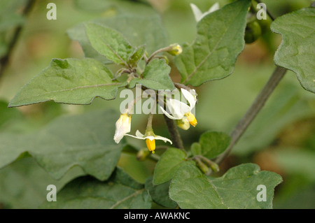 Erba Morella fiori, Solanum nigrum Foto Stock