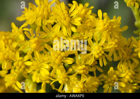 Inizio Oro, Solidago gigantea Foto Stock