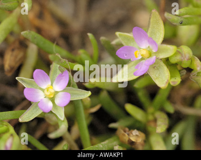 Minore del mare, spurrey Spergularia marina Foto Stock