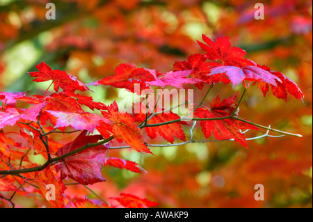 Colore di autunno - Acer Japonicum Vitifolium (nome comune vigna-lasciarono la luna piena acero. Foglie rosse in ottobre, GLOUCESTERSHIRE REGNO UNITO Foto Stock