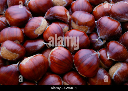 Castanea sativa (nome comune Sweet Chestnut) - full frame. I dadi di raccolto in autunno, GLOUCESTERSHIRE REGNO UNITO Foto Stock