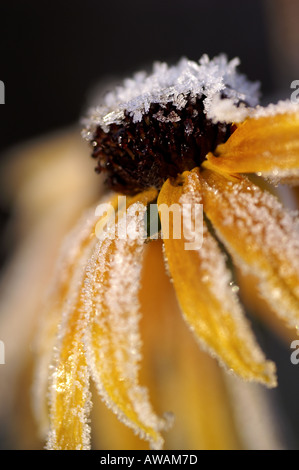 Congelati Rudbeckia giallo fiore Foto Stock