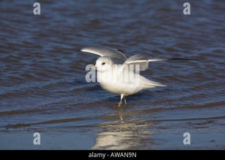 Gabbiano comune Larus canus stava con le ali sollevate a bordo d'acqua di estuario a Brancaster Staithe, Norfolk in febbraio. Foto Stock