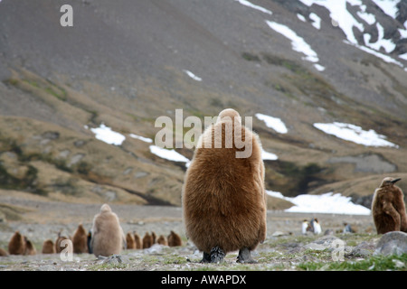 Baby pinguino reale in piedi da soli, montagna innevata in background Foto Stock