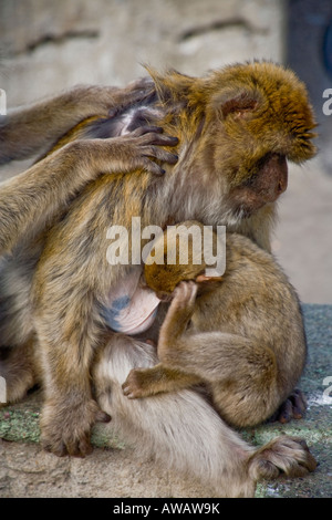 Un giovane Barbary Macaque infermieri da sua madre sulla Rocca di Gibilterra Foto Stock