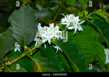 Pianta fiorita di caffè arabica (Coffea arabica), Etiopia Foto Stock