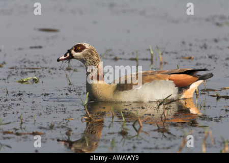 Oca egiziana (alopochen aegyptiaca) Sud Africa Foto Stock