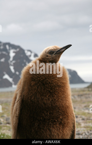 Baby pinguino reale sulla spiaggia w/ montagna innevata in background Foto Stock