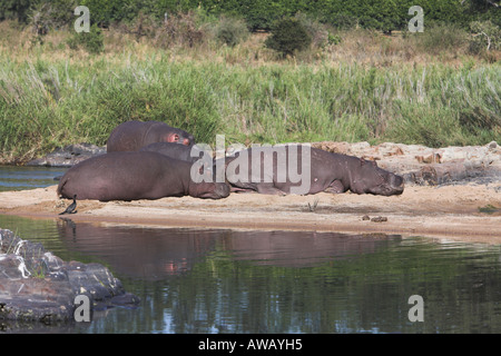 Ippopotamo (Hippopotamus amphibius) allevamento dormendo, Sud Africa Foto Stock