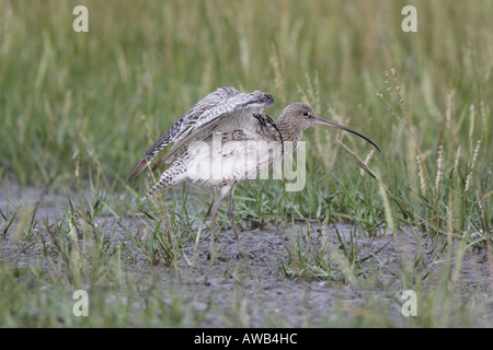 Eurasian Curlew stiro a roost sul fiume Severn Estuary Foto Stock