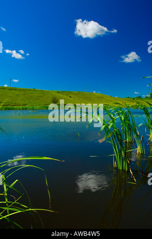 Laghetto con ance in primo piano nella regione di Sumy Ucraina Foto Stock