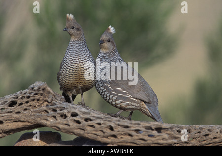 Scalato coppia di quaglia, Callipepla Squamati, su cholla cactus scheletro. Foto Stock