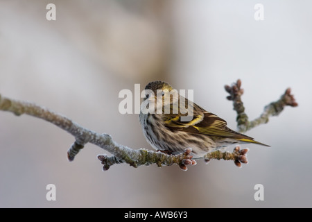 Femmina Lucherino eurasiatico su sfondo grigio, seduto su un frost-ramo coperto (Carduelis spinus) Foto Stock