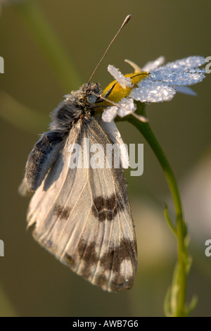 In marmo bianco (Melanargia galathea) farfalla posata sul collegamento daisy Foto Stock