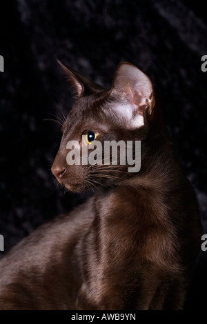 Color cioccolato Oriental Shorthair kitten a 5 mesi, velluto nero lo sfondo Foto Stock