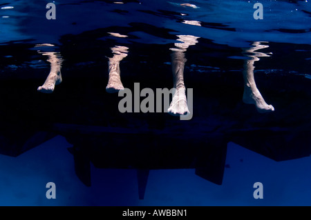 Due coppie di piedi penzolanti appena sotto la superficie dell'acqua blu. Foto Stock