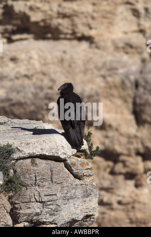 California Condor 305, Gymnogyps californianus, arroccato su sperone di roccia. Foto Stock