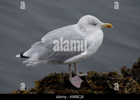 Immaturo Herring gull Larus argentatus palmati piedi chiaramente visibile Mevagissey Cornwall Inghilterra REGNO UNITO Foto Stock