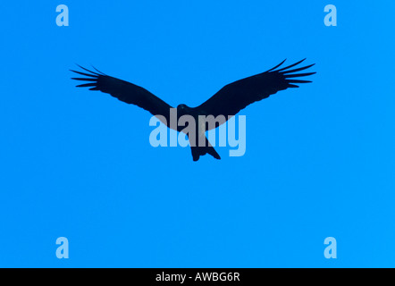 Un indiano Eagle in volo Foto Stock